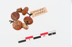 Foto von Perlenkette (NHMW-PRAE-024765)